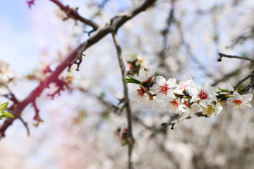 background of spring cherry blossoms tree. selective focus