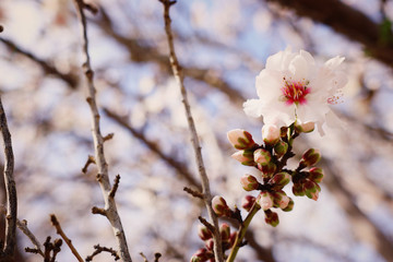 background of spring cherry blossoms tree. selective focus