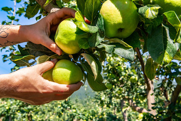 close up and selective focus shot on hands picking ripe and fresh green apple fruits from a tree...