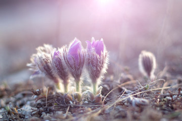 flower pulsatilla patens  blooms
