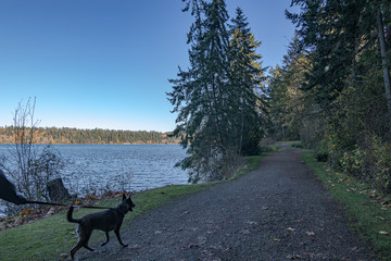 young dog on leash being walked at forested park near puget sound