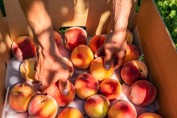 man hands close up as he putting fresh and ripe Peach fruits in a cardboard package box, You Pick organic farm, picking peaches in the orchard concept