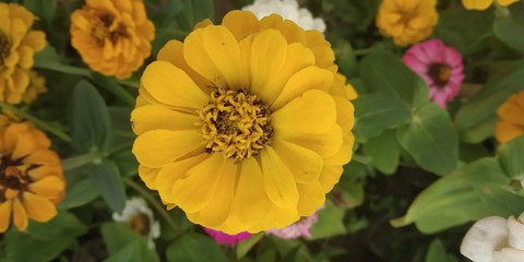 yellow flowers in the garden