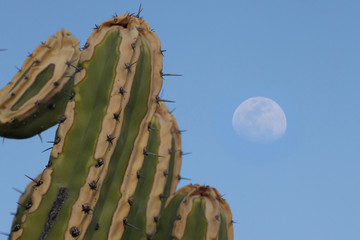 Luna de día sobre el Desierto