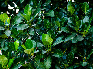 Leaves background of The jackfruit tree, it's also called jack tree.
