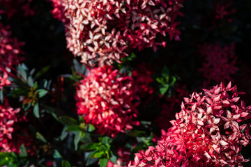 Red needle flower or Ixora flower