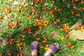 The floor is full of beautiful orange flower petals. Butea monosperma (Lam.) Taub.