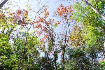 Bastard Teak or beautiful frame of the forest, Butea monosperma (Lam.),Beautiful orange flowers.