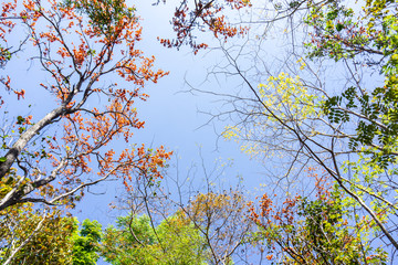 Bastard Teak or beautiful frame of the forest, Butea monosperma (Lam.),Beautiful orange flowers.