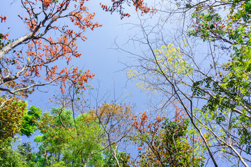 Bastard Teak or beautiful frame of the forest, Butea monosperma (Lam.),Beautiful orange flowers.