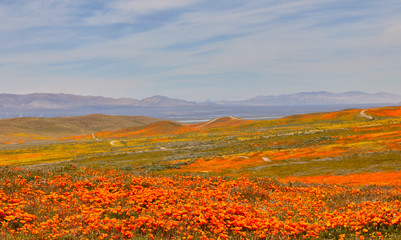 Obraz premium Orange poppies and yellow flowers blooming throughtout the valley with purple mountains in the background