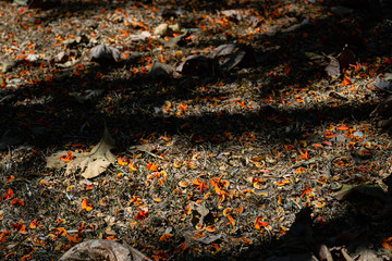 The floor is full of beautiful orange flower petals. Butea monosperma (Lam.) Taub.