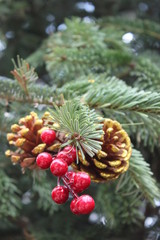 cherry flower and fruit
