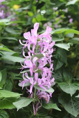 blue flowers in the garden