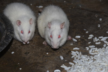 Some white rats eat popcorn and bhelpuri at one place and drink water