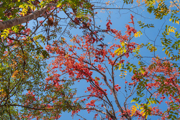 Bastard Teak or beautiful frame of the forest, Butea monosperma (Lam.),Beautiful orange flowers.