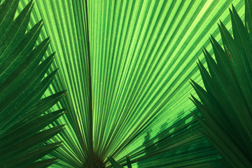 Palm leaves texture with shadow