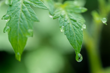 Dew drops on the foliage of tomatoes. Close-up.