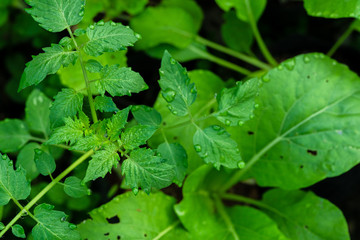 Dew drops on the foliage of tomatoes. Close-up.