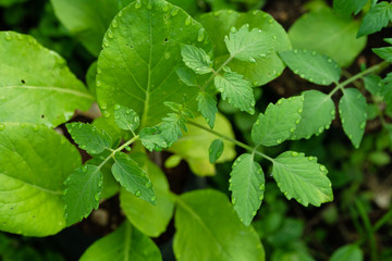 Dew drops on the foliage of tomatoes. Close-up.