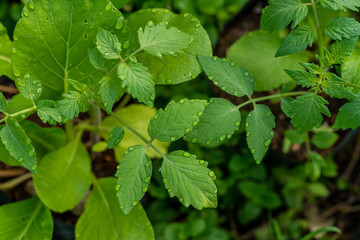 Dew drops on the foliage of tomatoes. Close-up.