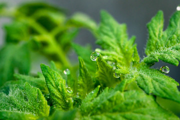 Fototapeta na wymiar Dew drops on the foliage of tomatoes. Close-up.