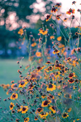 Selective focus  Plains coreopsis or garden tickseed flower in a garden.Beautiful blurred blossom yellow flower.