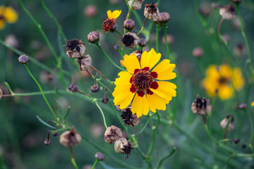 Selective focus  Plains coreopsis or garden tickseed flower in a garden.Beautiful blossom yellow flower.