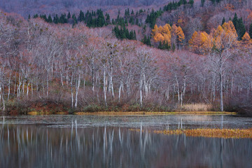 月山の麓にある地蔵沼にて（日本の山形県）