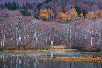月山の麓の地蔵沼にて（日本の山形県）