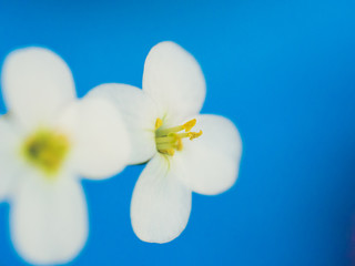 Fototapeta na wymiar Arabis caucasica small garden white flowers