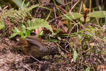 Naklejka na ściany i meble The streaked wren-babbler (Napothera brevicaudata) is a small short-tailed brown babbler with heavy blackish streaking above, dull below with streaked whitish throat