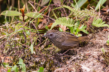 The streaked wren-babbler (Napothera brevicaudata) is a small short-tailed brown babbler with heavy blackish streaking above, dull below with streaked whitish throat