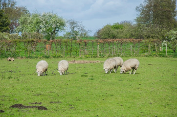 Fototapeta premium View of sheep in historic fishing village Marken, Netherlands