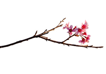 cherry flowers blossoms branches isolated on white background
