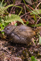 The streaked wren-babbler (Napothera brevicaudata) is a small short-tailed brown babbler with heavy blackish streaking above, dull below with streaked whitish throat