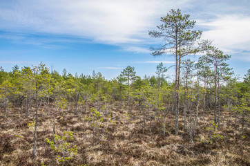 Fototapeta na wymiar View of the beautiful nature in swamp - conifer trees, moss in Great Kemeri Bog Boardwalk, Latvia, Europe