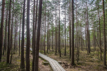 Wooden trail over the pine forest in swamp in Great Kemeri Bog Boardwalk, Latvia, Europe