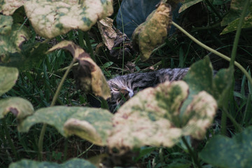Cat sleeping between leaves