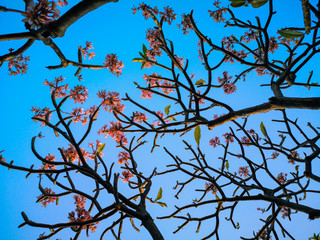 Selective focus pink Plumeria flower with in blue sky.Beautiful plumeria flower background.