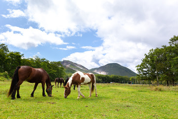 Fototapeta na wymiar 日本の北海道東部・9月、放牧された馬