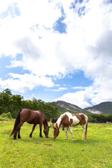 Obraz premium 日本の北海道東部・9月、放牧された馬
