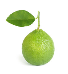 Green lime isolated on white background with clipping path.