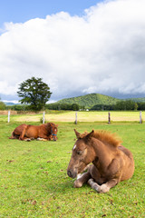 Obraz premium 日本の北海道東部・9月、放牧された馬