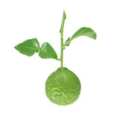 fresh bergamot and bergamot leaves isolated on white backgroundwith clipping path
