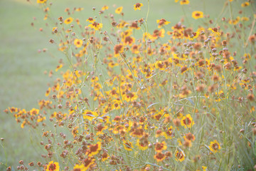 Selective focus  Plains coreopsis or garden tickseed flower in a garden.Beautiful blossom yellow flower.