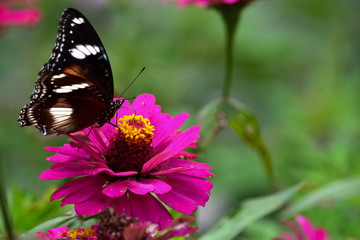 Hypolimnas bolina in Indonesia we call Kupu-Kupu Renda or some country commonly known as eggfly, the great eggfly