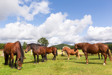 日本の北海道東部・9月、放牧された馬