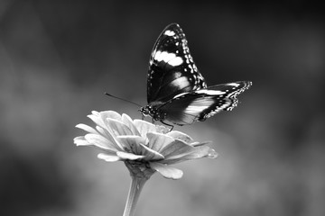 Monochrome, Hypolimnas bolina in Indonesia we call Kupu-Kupu Renda or some country commonly known as eggfly, the great eggfly