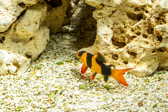 Fish Botsia Clown (Chromobotia macracanthus or Botia macracanthus) in the freshwater aquarium